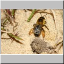 Dasypoda hirtipes - Hosenbiene w55 am Nest - Sandwand OS-Engter.jpg